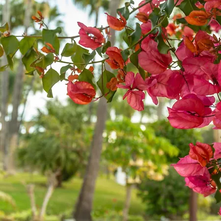 Apartment Casablanca 31 Oasis Nerja