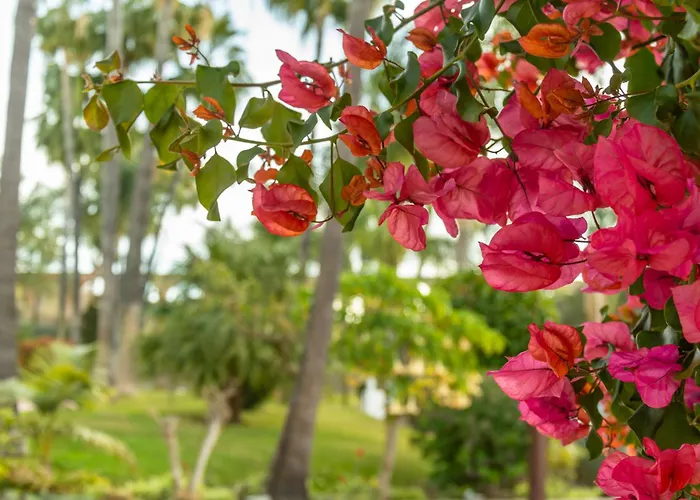 Apartment Casablanca 31 Oasis Nerja